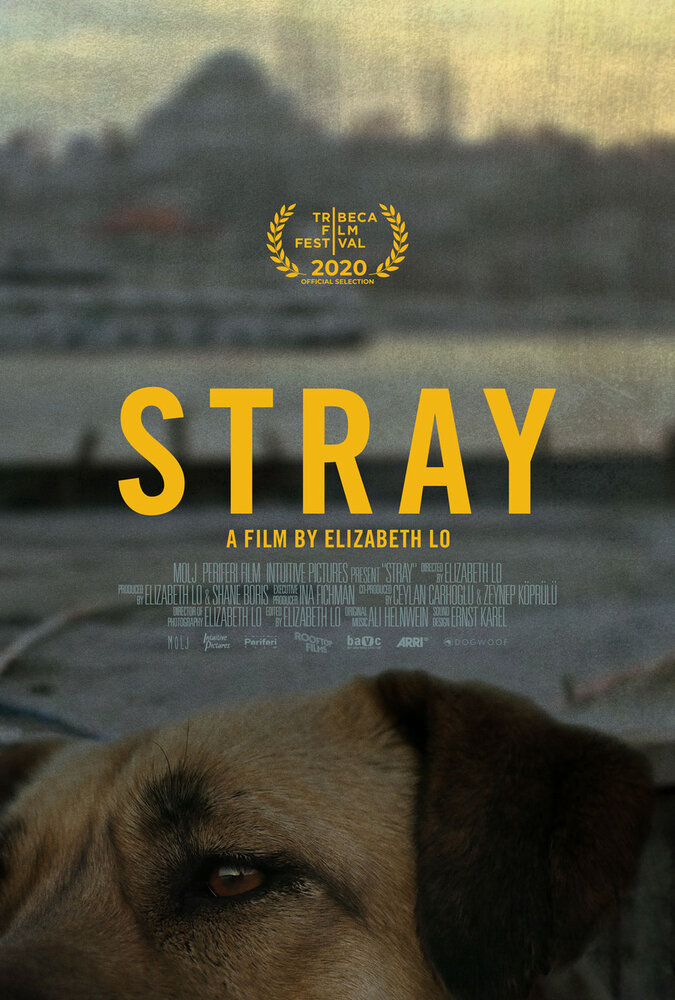 Stray (2020)